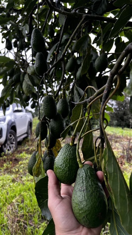 Paltas Hass madurando en la planta