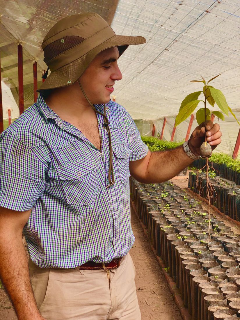 Hileras de plantines de palta injertados en el vivero
