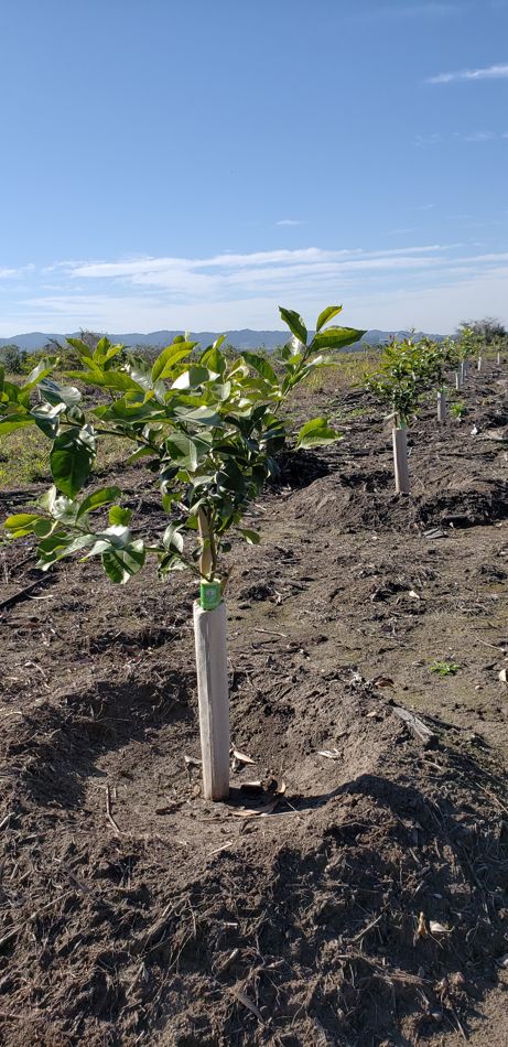 Plantín de palta variedad Tonnage en el campo