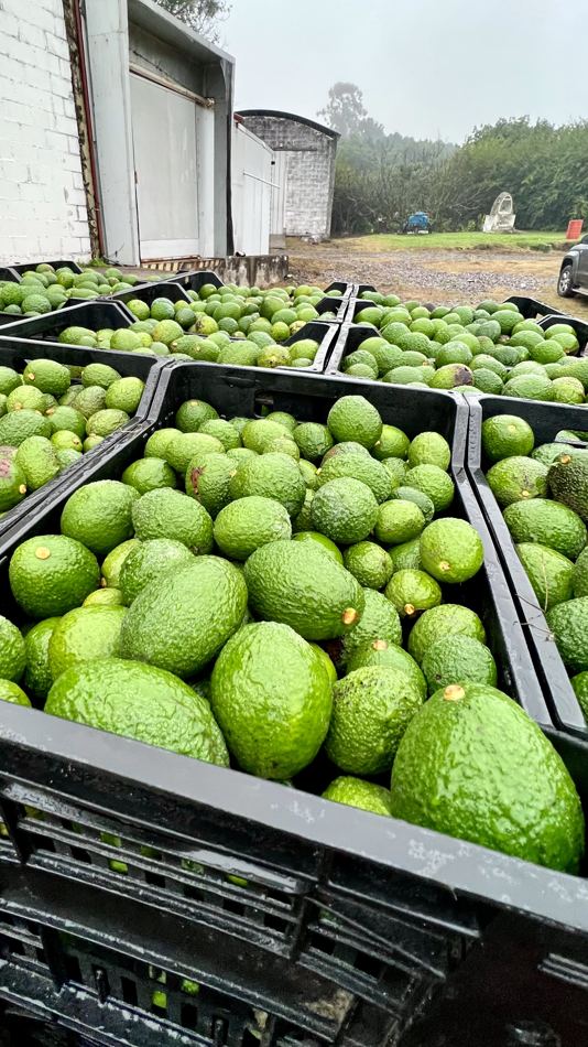 Cajones de paltas variedad Torres